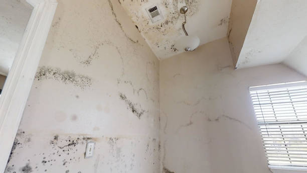 Best Emergency Mold Remediation  in Richmond Hill, GA