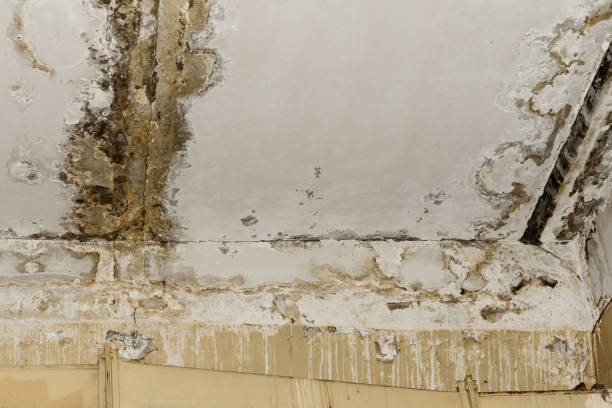 Best Airborne Mold Testing  in Richmond Hill, GA