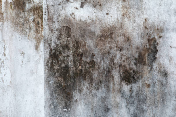 Best Dehumidification Services  in Richmond Hill, GA