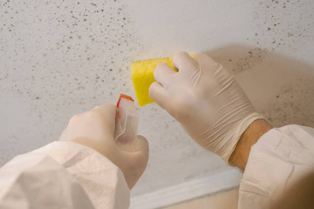 Best Crawl Space Mold Remediation  in Richmond Hill, GA