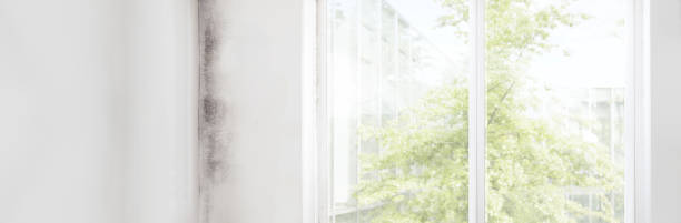 Best Commercial Mold Inspection  in Richmond Hill, GA