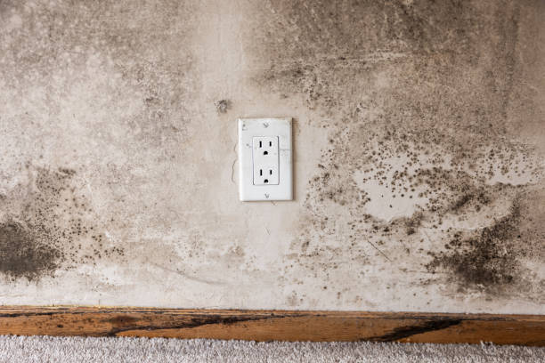 Best Comprehensive Air Testing for Mold Contaminants  in Richmond Hill, GA