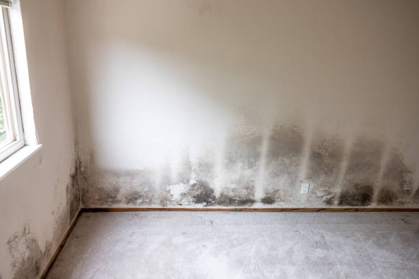 Best Airborne Mold Testing  in Richmond Hill, GA